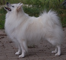 Iwan aus dem Norden
