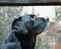 Buddy vom Grafenrain