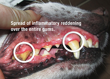 Dog Bandit Gum inflammation